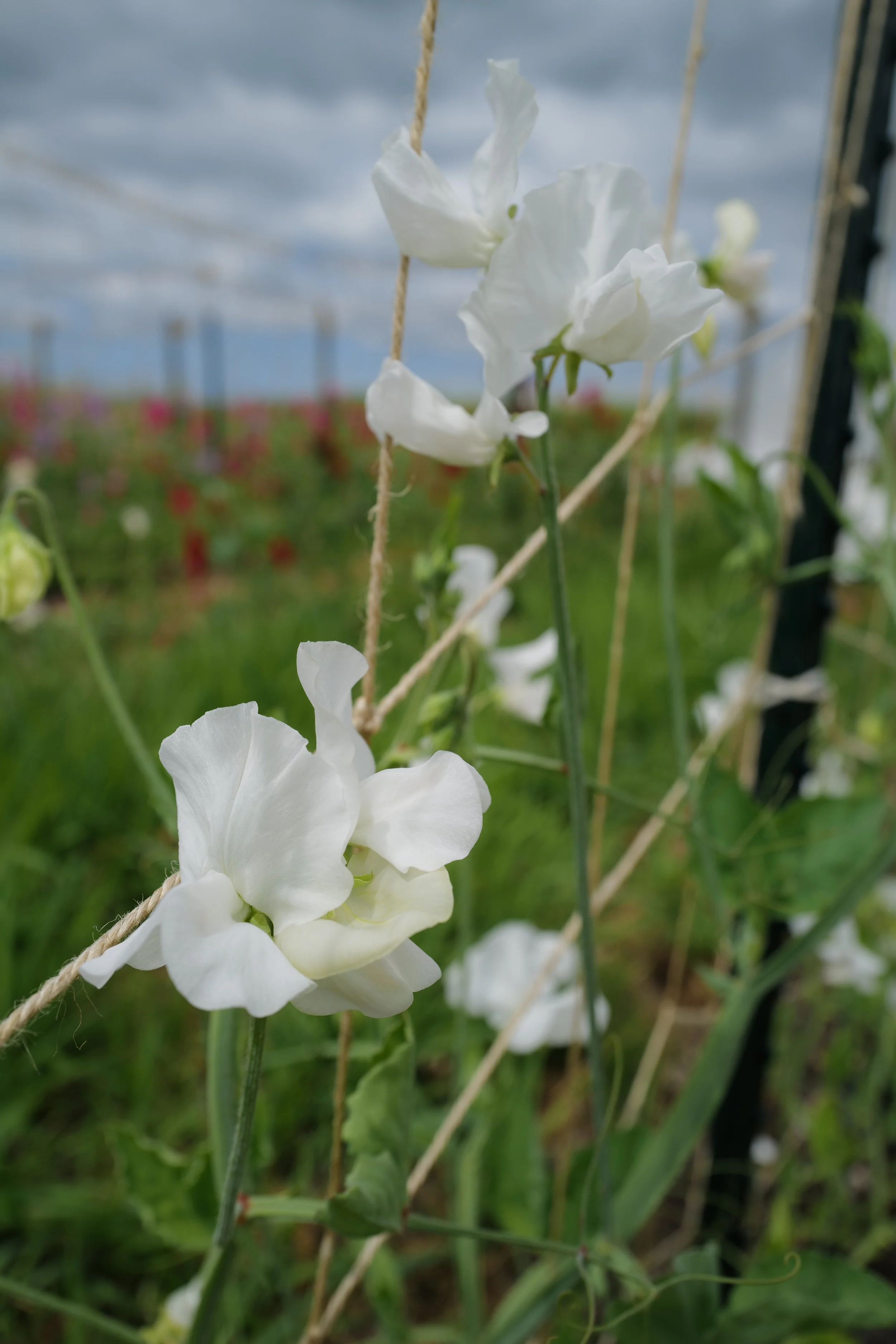Sweet Pea Strawberry Fields — Songbird Seed Co.
